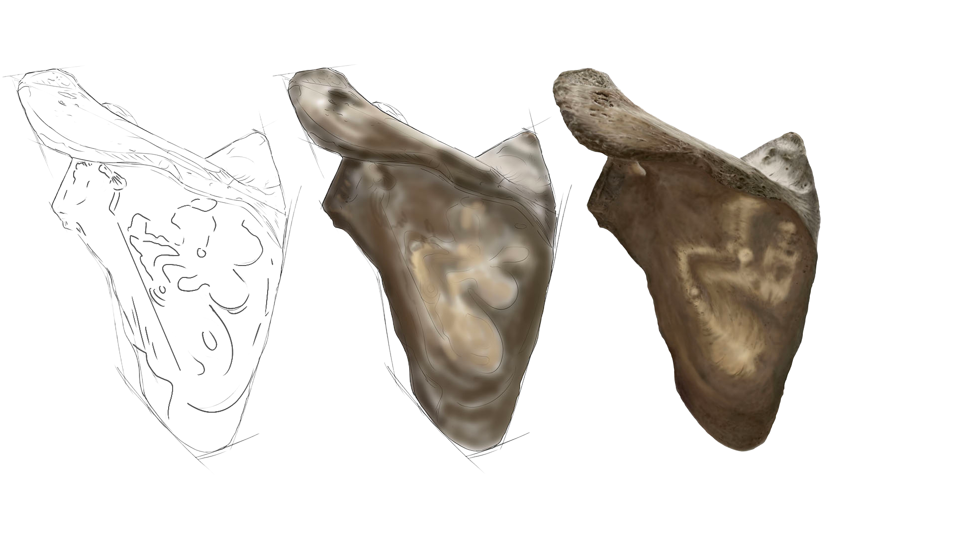 scapula 2